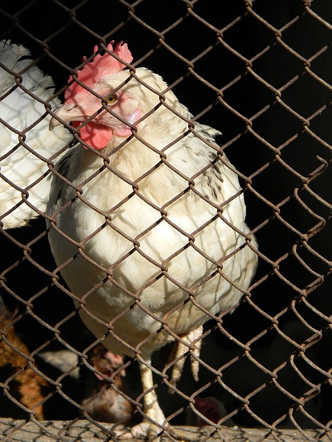 緊急解雇了 緊急解雇了